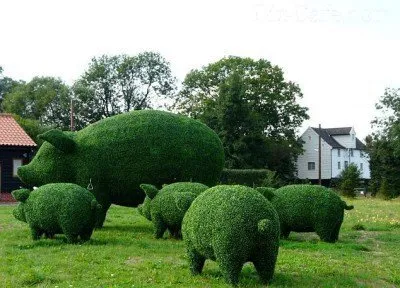 Φρουτόδεντρο топиарий