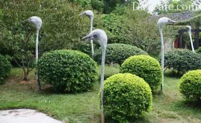 Στρουθοκάμηλοι τοίχου